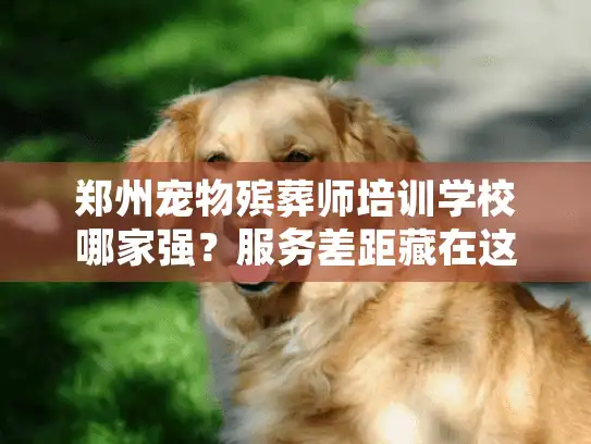 郑州宠物殡葬师培训学校哪家强？服务差距藏在这些细节