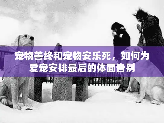 宠物善终和宠物安乐死，如何为爱宠安排最后的体面告别