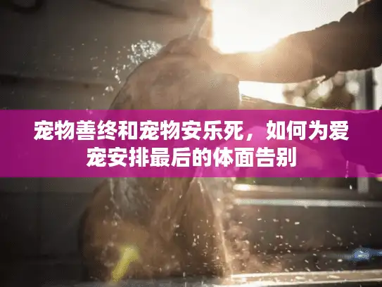宠物善终和宠物安乐死，如何为爱宠安排最后的体面告别
