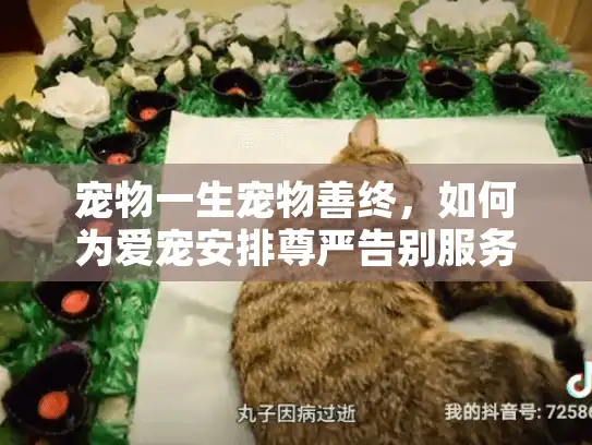 宠物一生宠物善终，如何为爱宠安排尊严告别服务？
