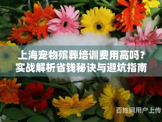 上海宠物殡葬培训费用高吗？实战解析省钱秘诀与避坑指南