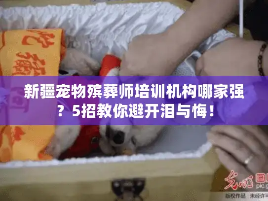 新疆宠物殡葬师培训机构哪家强？5招教你避开泪与悔！