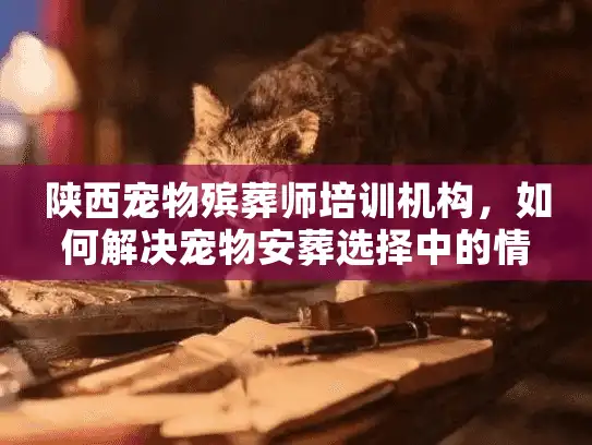 陕西宠物殡葬师培训机构，如何解决宠物安葬选择中的情感困惑？