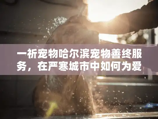 一祈宠物哈尔滨宠物善终服务，在严寒城市中如何为爱宠送别？