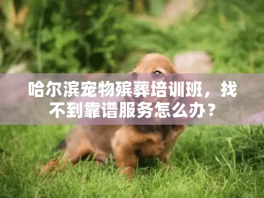 哈尔滨宠物殡葬培训班，找不到靠谱服务怎么办？