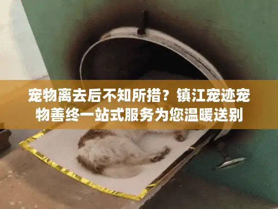 宠物离去后不知所措？镇江宠迹宠物善终一站式服务为您温暖送别