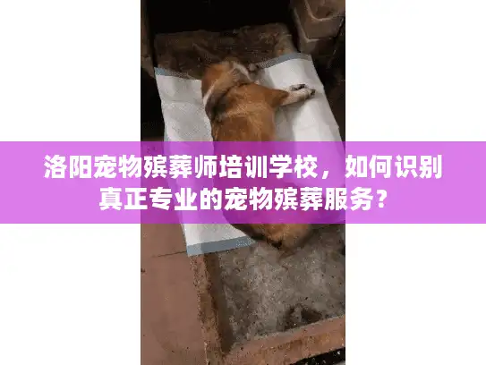 洛阳宠物殡葬师培训学校，如何识别真正专业的宠物殡葬服务？