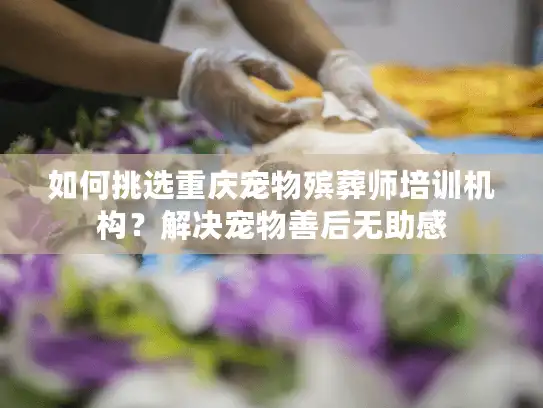 如何挑选重庆宠物殡葬师培训机构？解决宠物善后无助感
