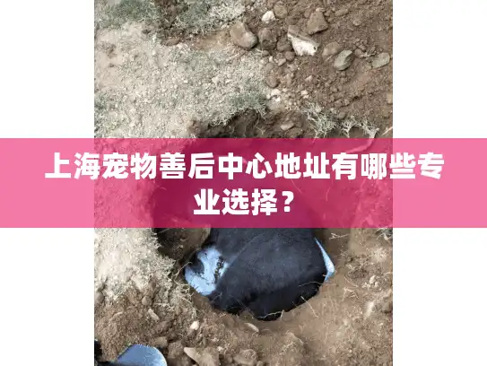 上海宠物善后中心地址有哪些专业选择？