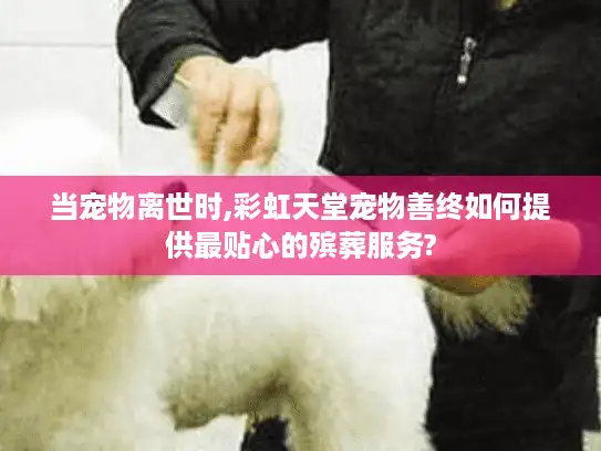 当宠物离世时,彩虹天堂宠物善终如何提供最贴心的殡葬服务?