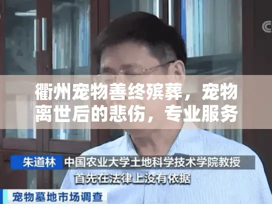 衢州宠物善终殡葬，宠物离世后的悲伤，专业服务如何带来慰藉