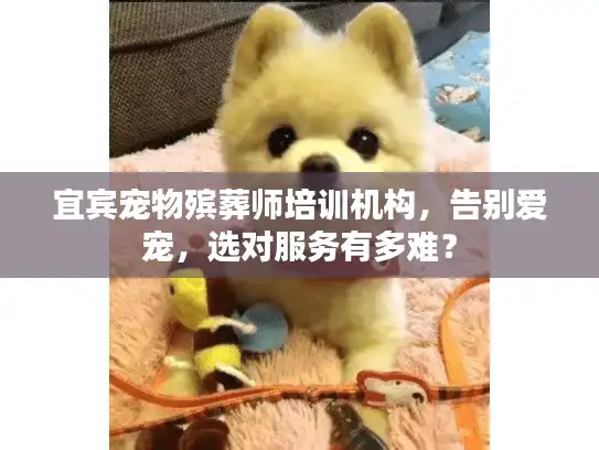 宜宾宠物殡葬师培训机构，告别爱宠，选对服务有多难？