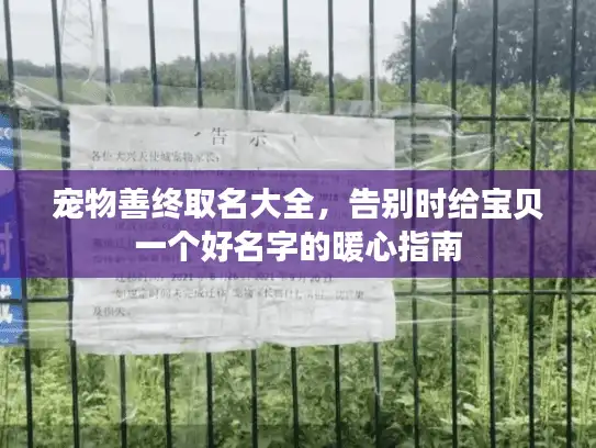 宠物善终取名大全，告别时给宝贝一个好名字的暖心指南