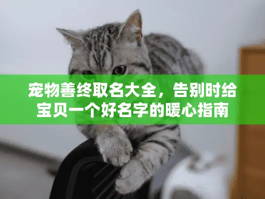 宠物善终取名大全，告别时给宝贝一个好名字的暖心指南