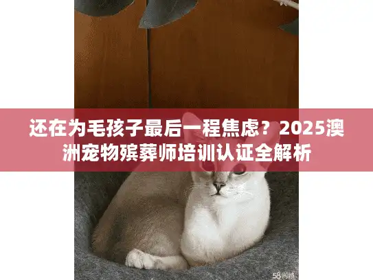 还在为毛孩子最后一程焦虑？2025澳洲宠物殡葬师培训认证全解析
