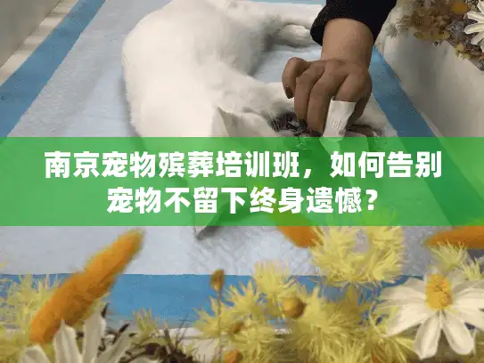 南京宠物殡葬培训班，如何告别宠物不留下终身遗憾？