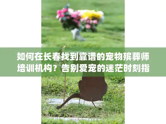 如何在长春找到靠谱的宠物殡葬师培训机构？告别爱宠的迷茫时刻指南