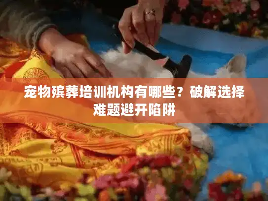 宠物殡葬培训机构有哪些？破解选择难题避开陷阱
