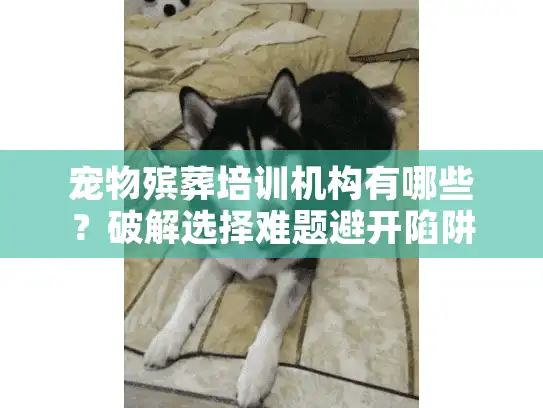 宠物殡葬培训机构有哪些？破解选择难题避开陷阱