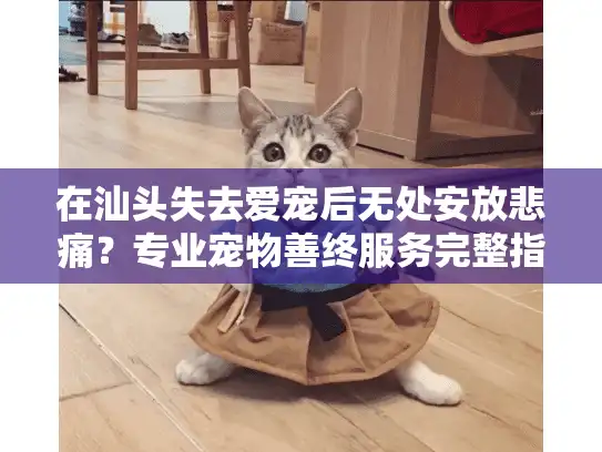 在汕头失去爱宠后无处安放悲痛？专业宠物善终服务完整指南