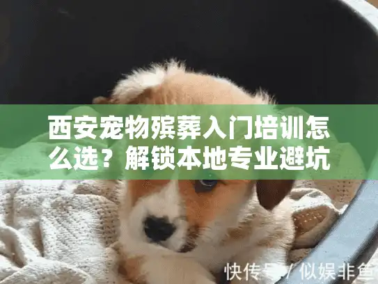 西安宠物殡葬入门培训怎么选？解锁本地专业避坑秘籍