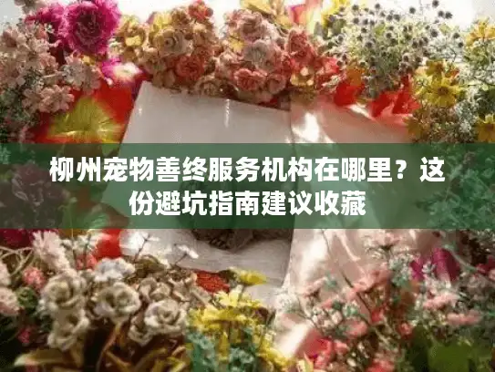 柳州宠物善终服务机构在哪里？这份避坑指南建议收藏