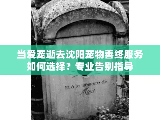 当爱宠逝去沈阳宠物善终服务如何选择？专业告别指导