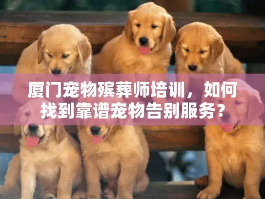 厦门宠物殡葬师培训，如何找到靠谱宠物告别服务？