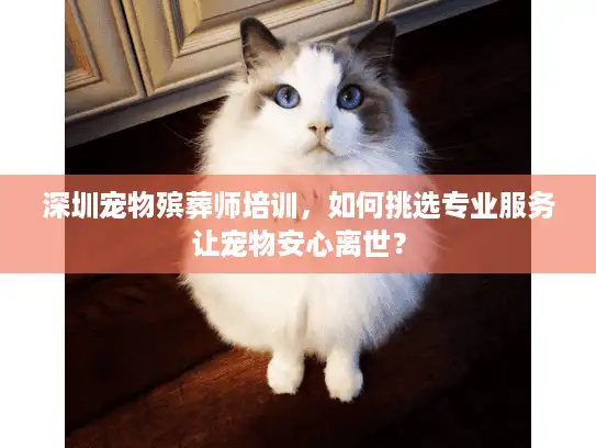 深圳宠物殡葬师培训，如何挑选专业服务让宠物安心离世？
