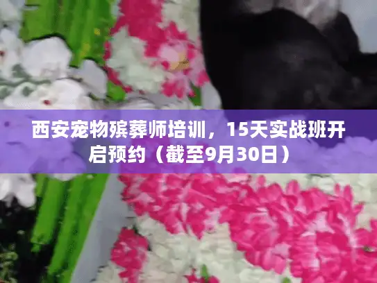 西安宠物殡葬师培训，15天实战班开启预约（截至9月30日）