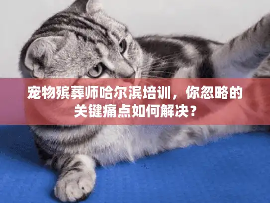 宠物殡葬师哈尔滨培训，你忽略的关键痛点如何解决？