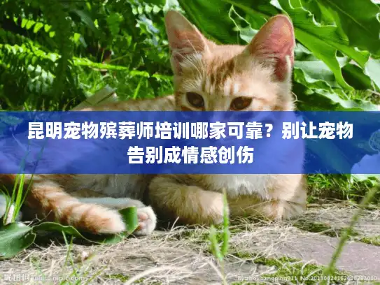 昆明宠物殡葬师培训哪家可靠？别让宠物告别成情感创伤