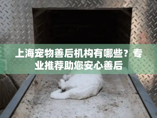 上海宠物善后机构有哪些？专业推荐助您安心善后