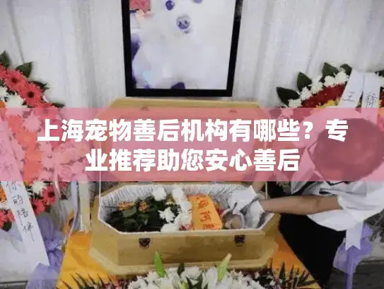 上海宠物善后机构有哪些？专业推荐助您安心善后