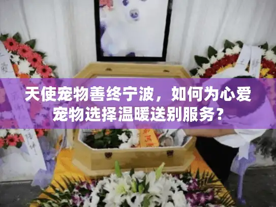 天使宠物善终宁波，如何为心爱宠物选择温暖送别服务？