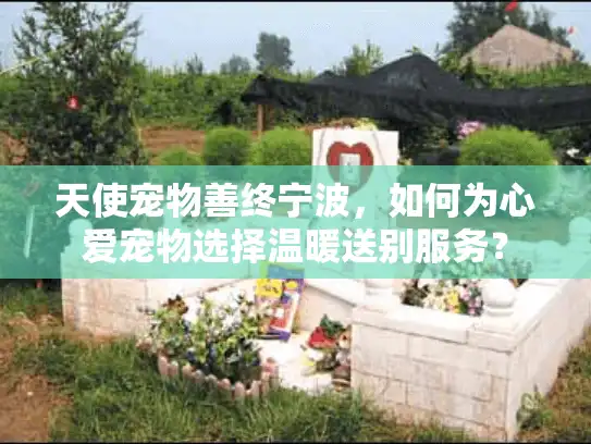 天使宠物善终宁波，如何为心爱宠物选择温暖送别服务？