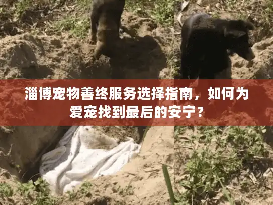 淄博宠物善终服务选择指南，如何为爱宠找到最后的安宁？