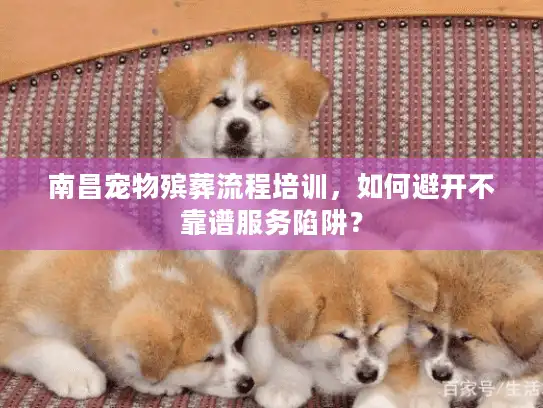 南昌宠物殡葬流程培训，如何避开不靠谱服务陷阱？