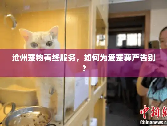 沧州宠物善终服务，如何为爱宠尊严告别？