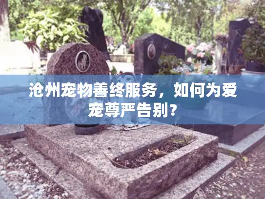 沧州宠物善终服务，如何为爱宠尊严告别？