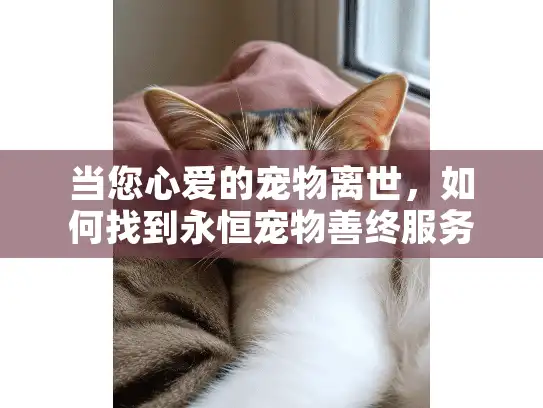 当您心爱的宠物离世，如何找到永恒宠物善终服务的专业陪伴？
