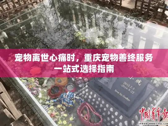 宠物离世心痛时，重庆宠物善终服务一站式选择指南