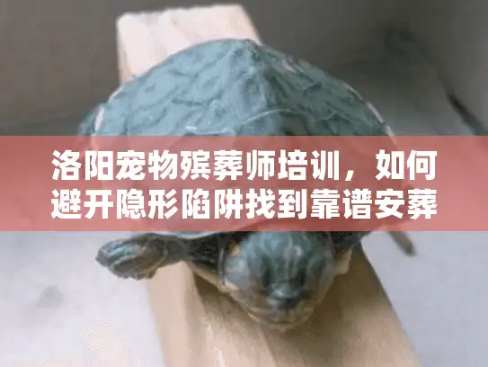 洛阳宠物殡葬师培训，如何避开隐形陷阱找到靠谱安葬服务？