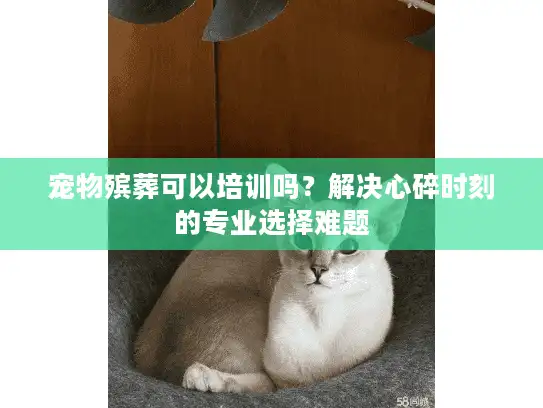 宠物殡葬可以培训吗？解决心碎时刻的专业选择难题