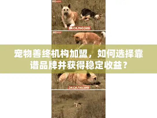 宠物善终机构加盟，如何选择靠谱品牌并获得稳定收益？