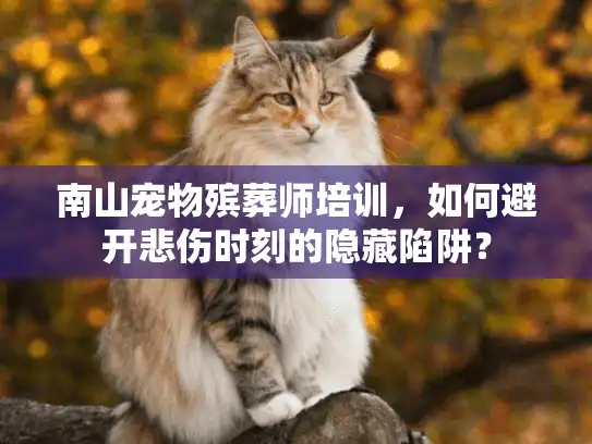 南山宠物殡葬师培训，如何避开悲伤时刻的隐藏陷阱？