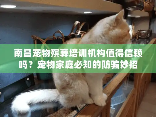南昌宠物殡葬培训机构值得信赖吗？宠物家庭必知的防骗妙招
