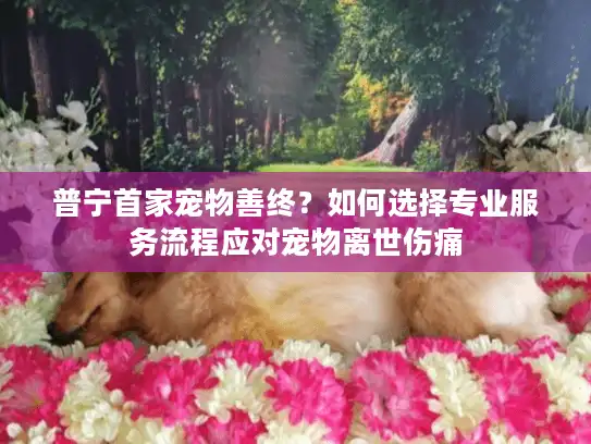 普宁首家宠物善终？如何选择专业服务流程应对宠物离世伤痛