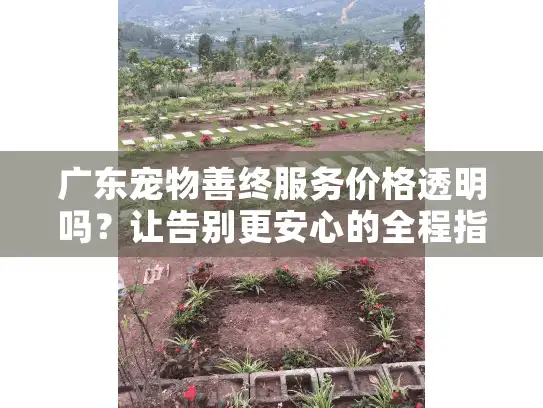 广东宠物善终服务价格透明吗？让告别更安心的全程指南