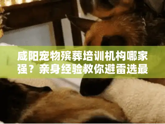 咸阳宠物殡葬培训机构哪家强？亲身经验教你避雷选最优